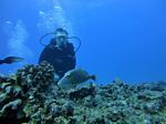 Hawaii Scuba divng 66