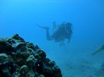 Oahu scuba 20