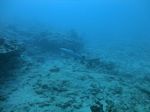 Oahu scuba 24
