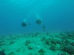 Hawaii Scuba divng 35