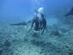 Hawaii Scuba divng 22