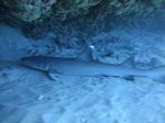 Hawaii Scuba divng 41