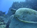 Hawaii Scuba divng 44