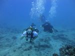 Hawaii Scuba divng 39