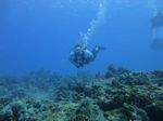 Hawaii Scuba divng 41