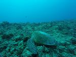 Hawaii Scuba divng 74
