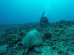 Hawaii Scuba divng 78