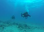 Hawaii Scuba divng 20