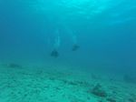 Hawaii Scuba divng 59