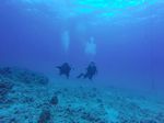 Hawaii Scuba divng 07