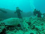 Hawaii Scuba divng 42