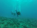 Hawaii Scuba divng 49