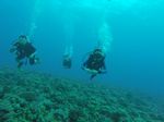 Hawaii Scuba divng 58