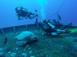 Hawaii Scuba divng 06