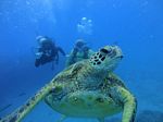 Waikiki scuba 50