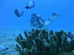 Waikiki scuba 60