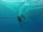 Hawaii Scuba divng 02