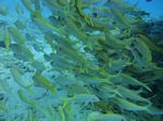 Hawaii scuba 60
