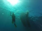 Hawaii Scuba divng 21