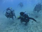 Hawaii Scuba divng 29