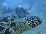 Hawaii Scuba divng 33