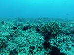 Hawaii Scuba divng 12