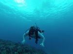 Hawaii Scuba divng 16