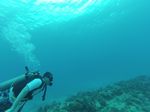 Hawaii Scuba divng 27