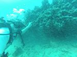 Hawaii Scuba divng 39