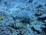 Hawaii Scuba divng 23