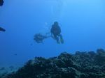 Hawaii Scuba divng 29