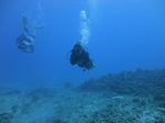 Hawaii Scuba divng 31