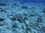 Hawaii Scuba divng 58