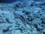 Hawaii Scuba divng 59