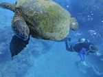 Hawaii Scuba divng 72