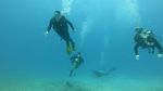 Hawaii scuba 37