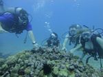 Hawaii Scuba divng 12