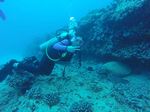 Hawaii Scuba divng 14