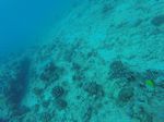 Hawaii Scuba divng 20