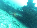 Hawaii Scuba divng 46