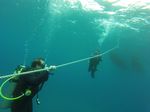 Hawaii Scuba divng 52