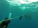 Hawaii Scuba divng 53