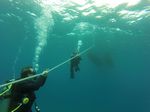 Hawaii Scuba divng 56