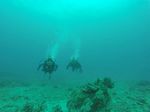 Hawaii Scuba divng 71