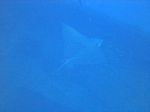 Hawaii Scuba divng 02