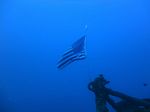 Hawaii Scuba divng 31