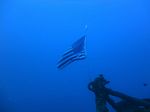 Hawaii Scuba divng 31