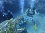 Hawaii Scuba divng 44