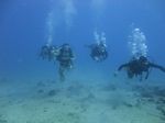 Hawaii Scuba divng 52