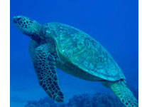 Hawaii Scuba Green Sea turtles